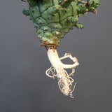 【ベアルート】E.クラッシぺス 7