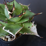 【DRAGON AGAVE】アガベ Hades EC33