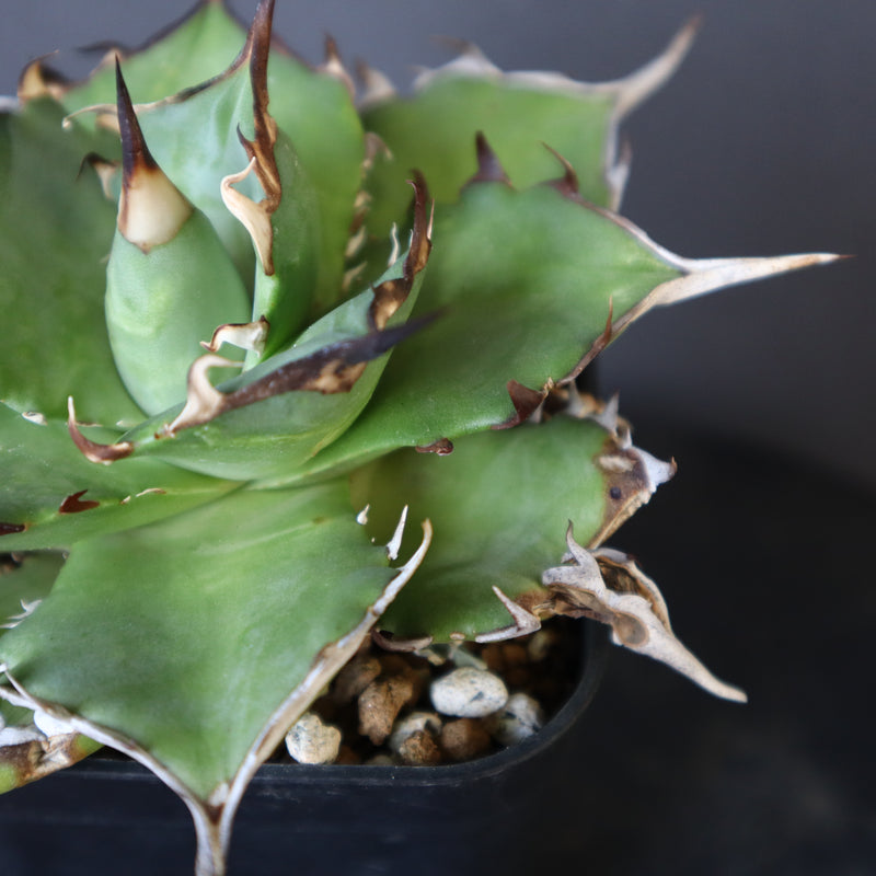 【DRAGON AGAVE】アガベ Hades EC33