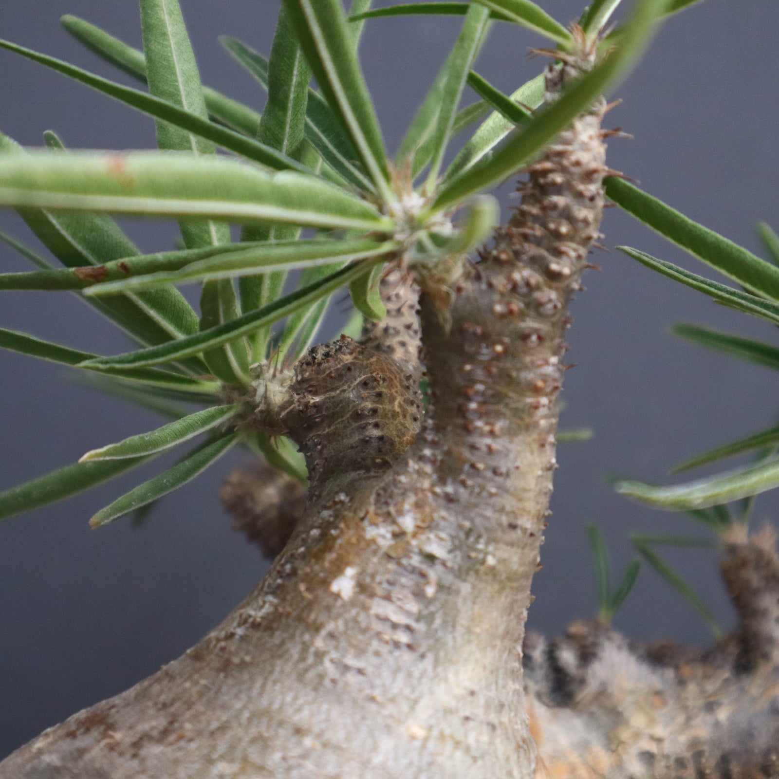 P.グラキリス【綴化】 1172 – TaiShoDo ONLINE SHOP