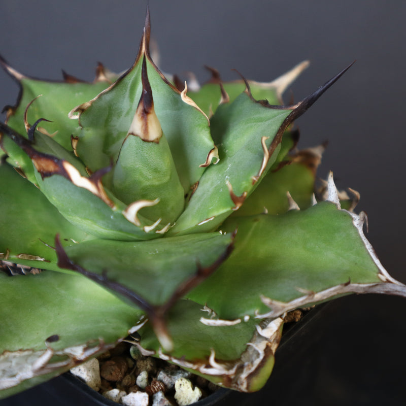 【DRAGON AGAVE】アガベ Hades EC33