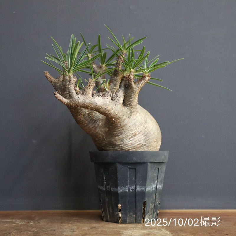 P.グラキリス【綴化】 1172 – TaiShoDo ONLINE SHOP