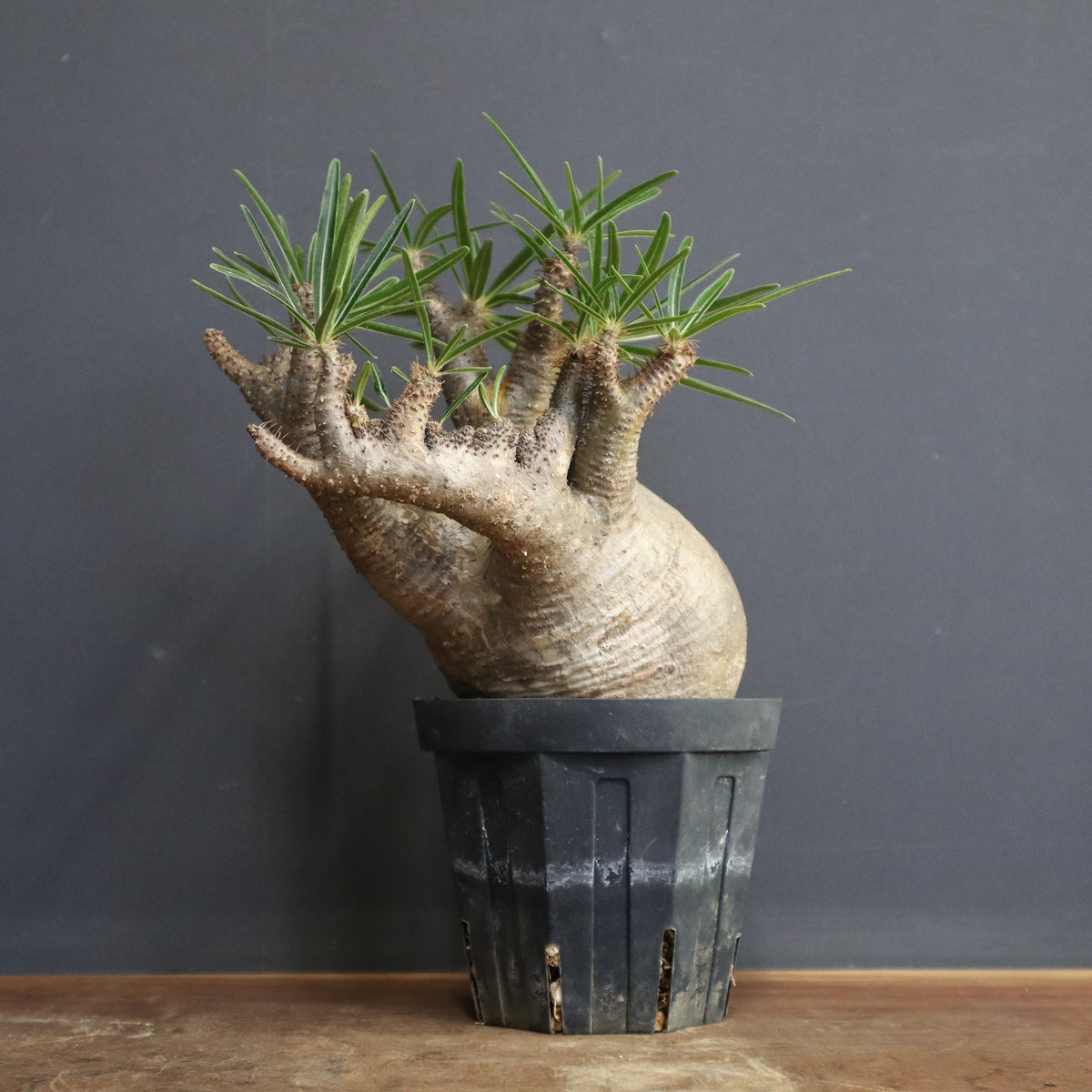 塊根植物 – 7ページ目 – TaiShoDo ONLINE SHOP