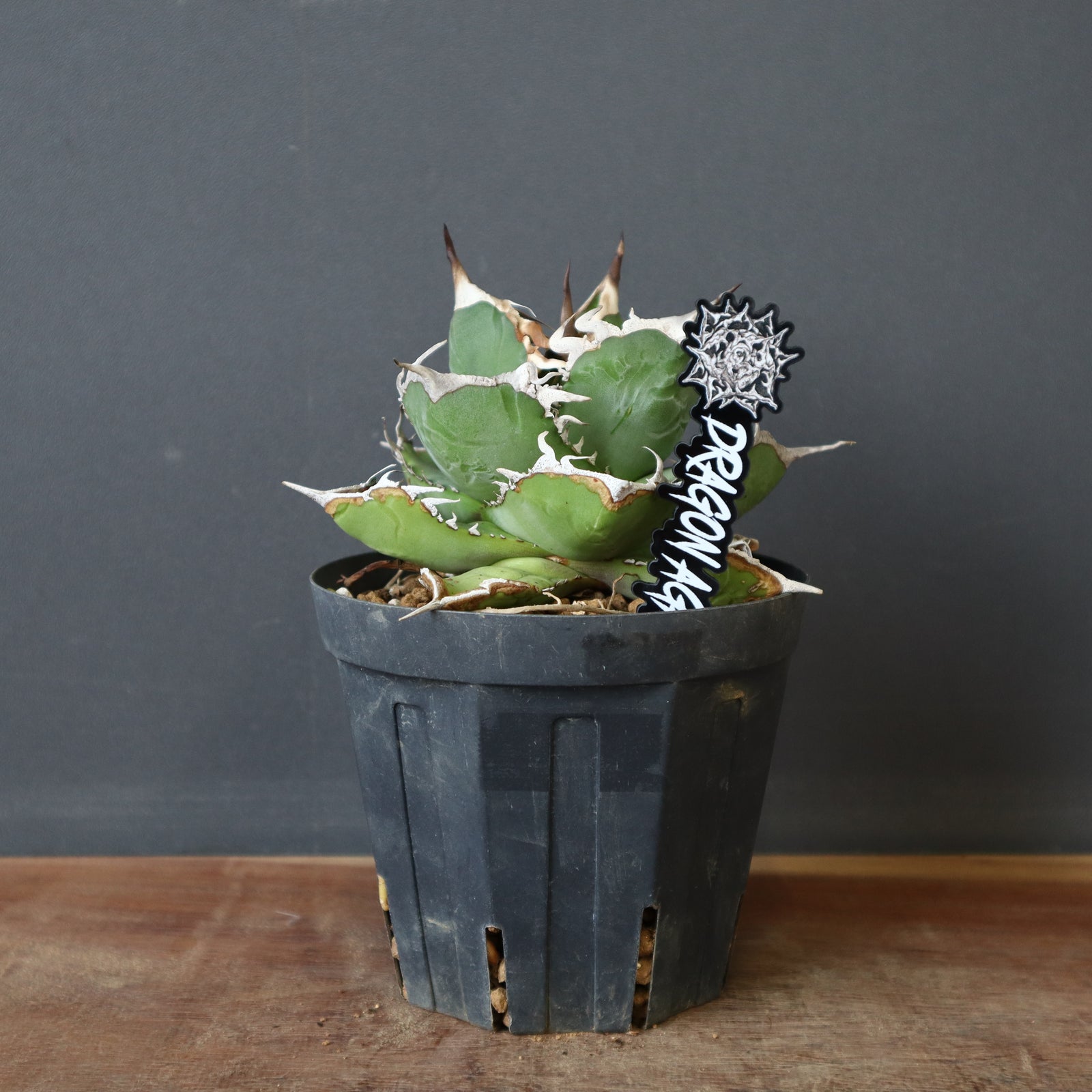 アガベ 　雪豹　子株 DRAGON AGAVE】アガベ 雪豹 EC25 – TaiShoDo ONLINE SHOP