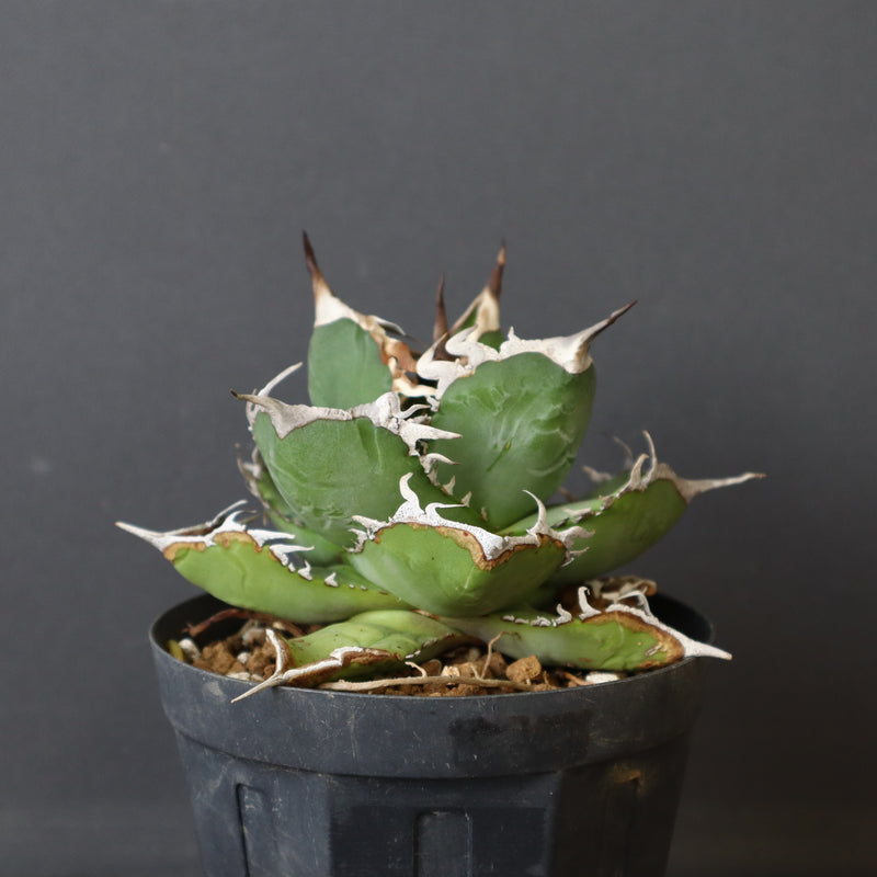 【DRAGON AGAVE】アガベ 雪豹 EC25