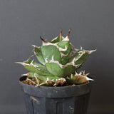 【DRAGON AGAVE】アガベ 雪豹 EC25