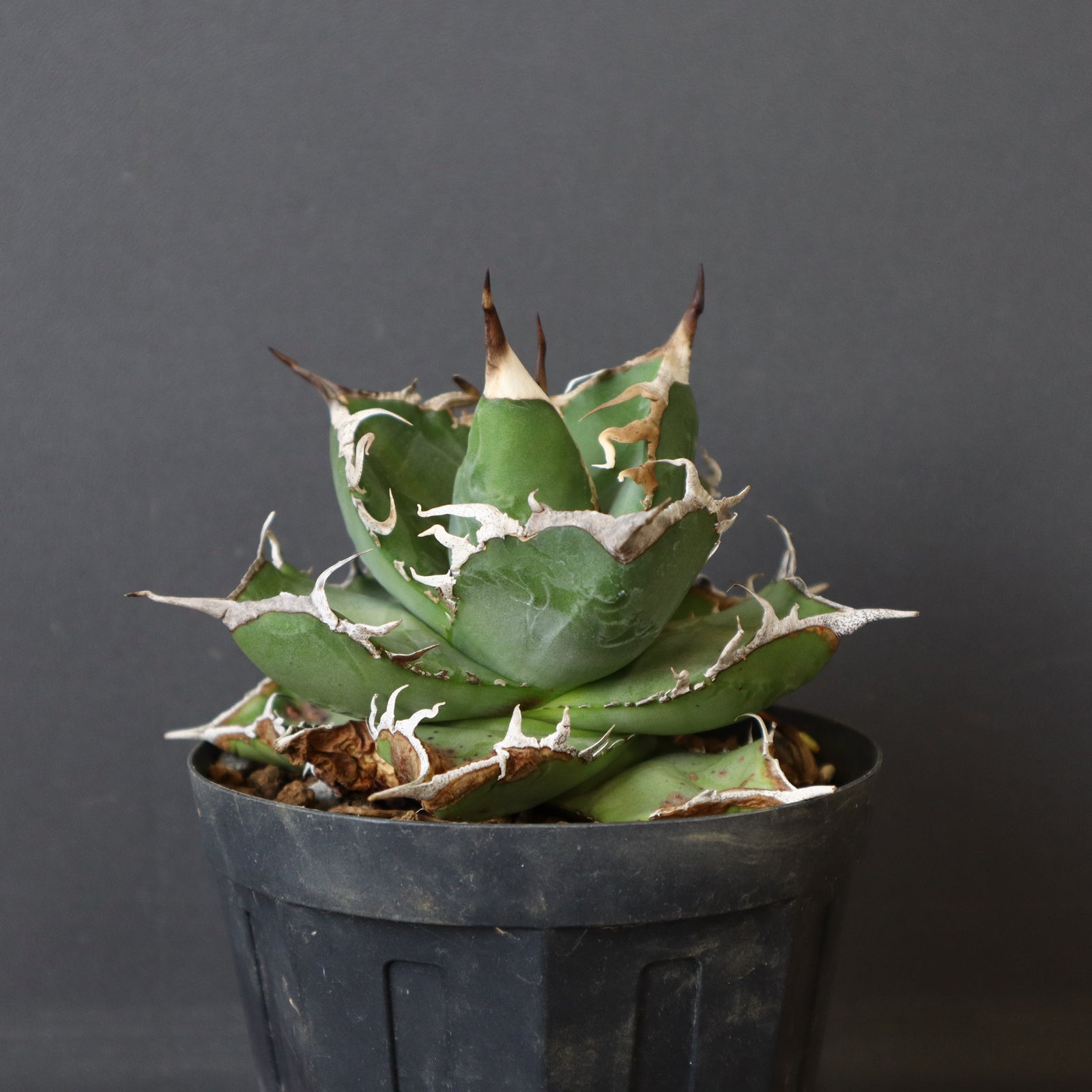DRAGON AGAVE】アガベ 雪豹 EC25 – TaiShoDo ONLINE SHOP