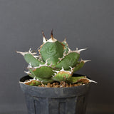 【DRAGON AGAVE】アガベ 雪豹 EC25
