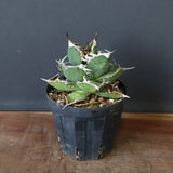 【DRAGON AGAVE】アガベ 雪豹 EC25