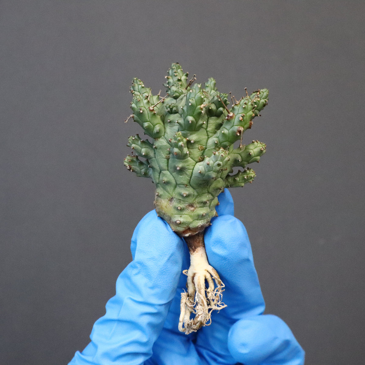 ベアルート – 10ページ目 – TaiShoDo ONLINE SHOP