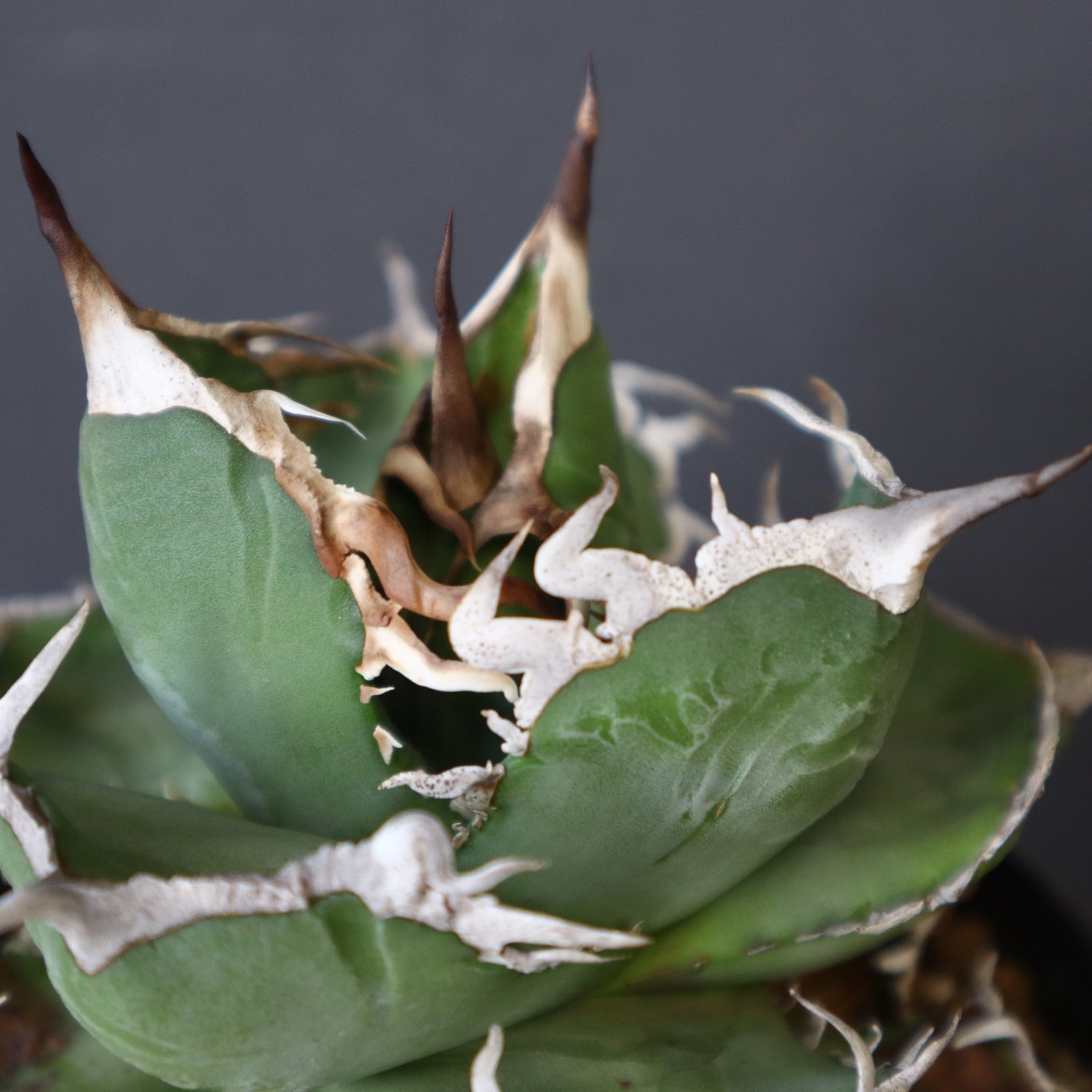 アガベ 　雪豹　子株 DRAGON AGAVE】アガベ 雪豹 EC25 – TaiShoDo ONLINE SHOP