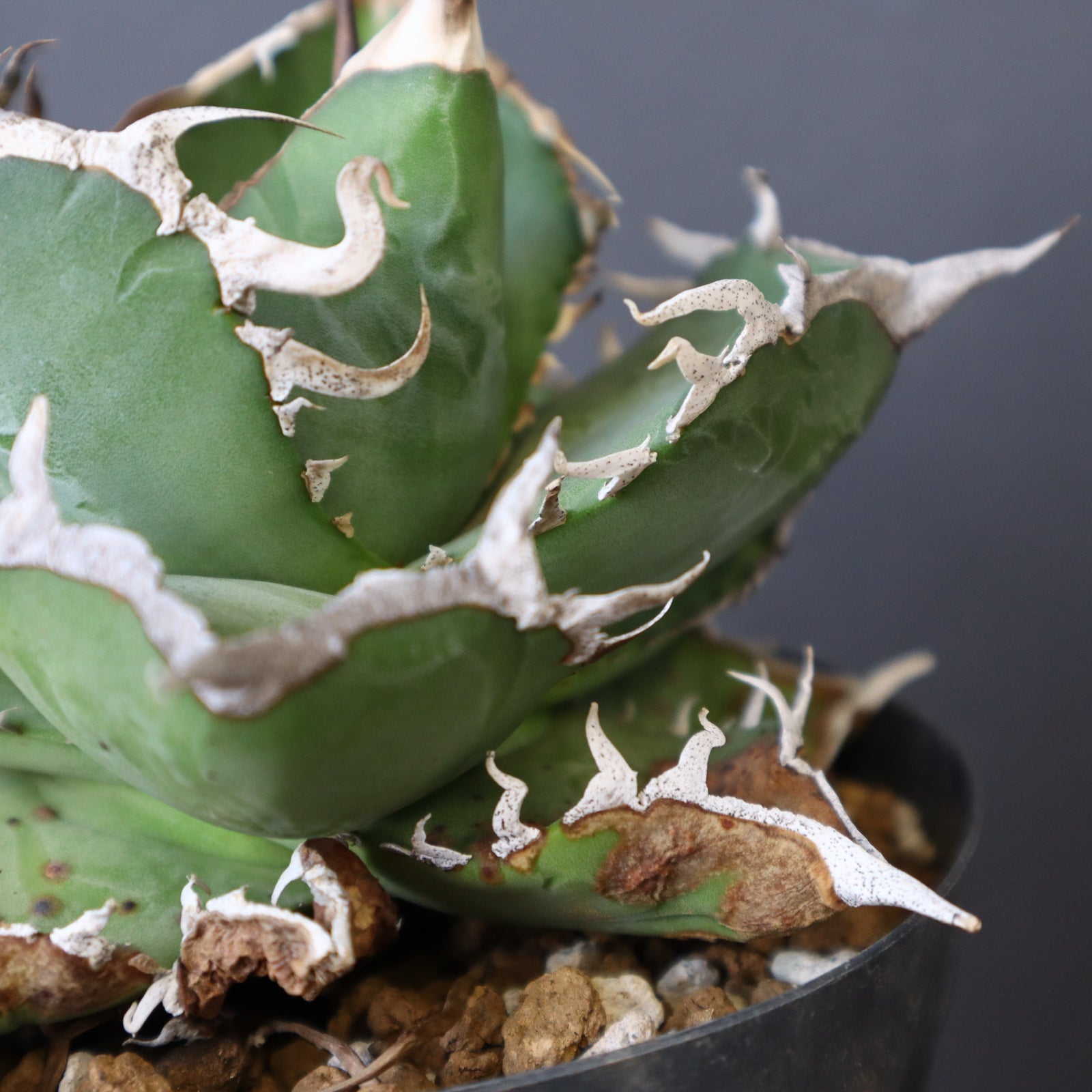 DRAGON AGAVE】アガベ 雪豹 EC25 – TaiShoDo ONLINE SHOP