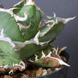【DRAGON AGAVE】アガベ 雪豹 EC25