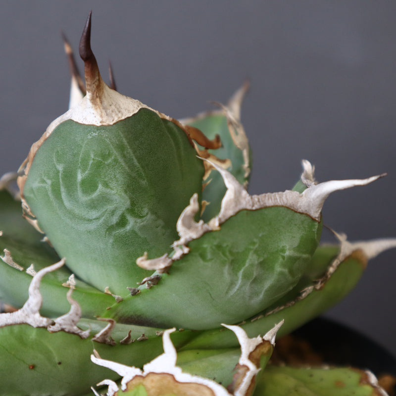 【DRAGON AGAVE】アガベ 雪豹 EC25