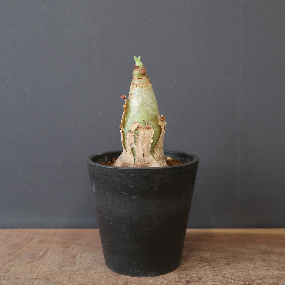 TaiShoDo ONLINE SHOP 塊根植物 多肉植物通販