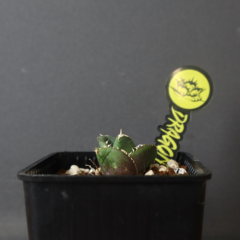 【DRAGON AGAVE】アガベ 達摩 EC427