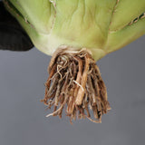 【ベアルート】アガベ 白鯨 EC3008