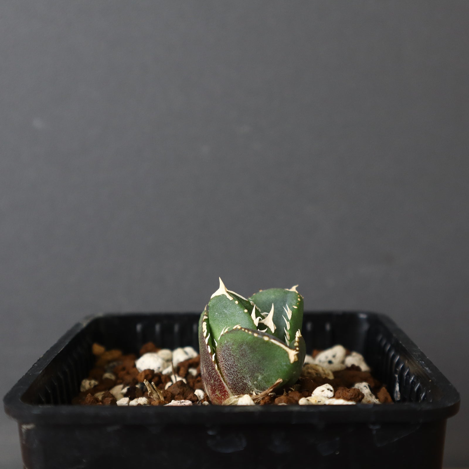 DRAGON AGAVE】アガベ 達摩 EC427 – TaiShoDo ONLINE SHOP