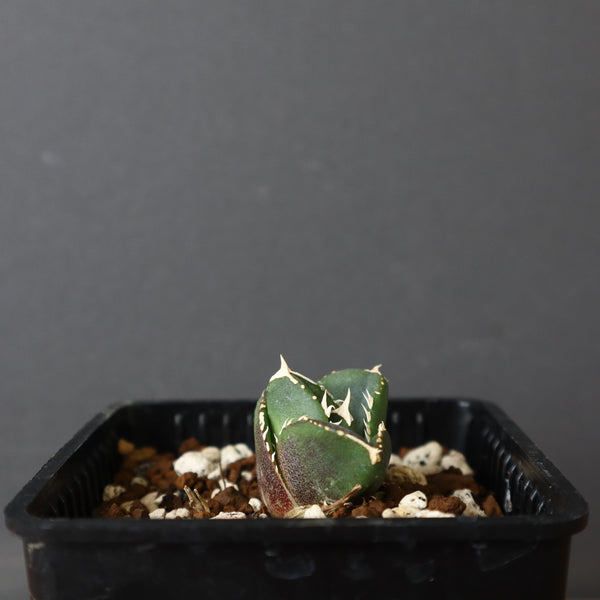 【DRAGON AGAVE】アガベ 達摩 EC427