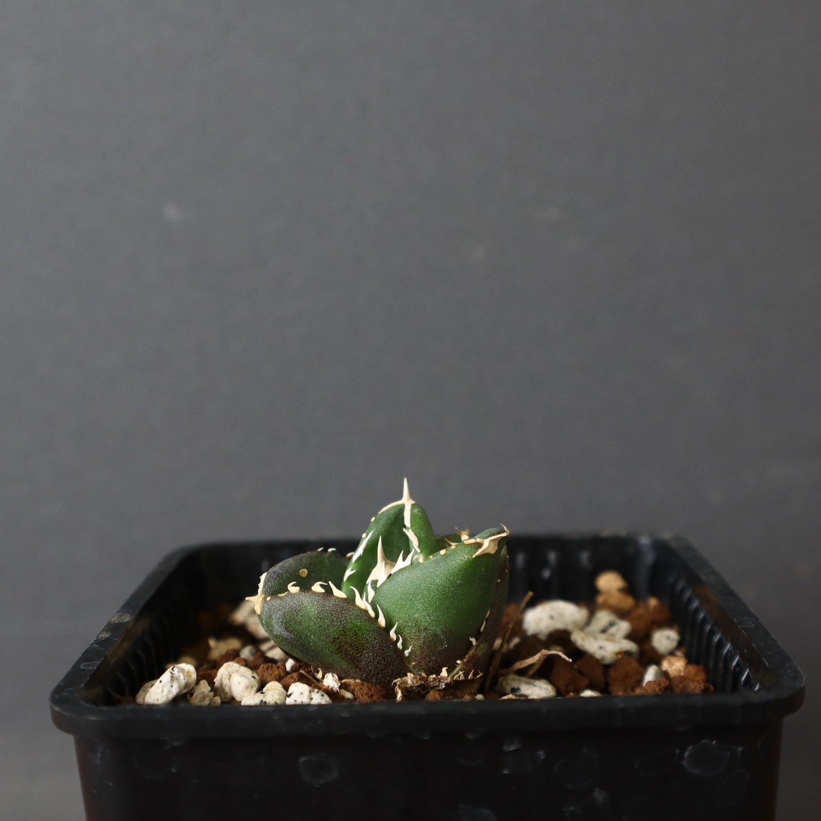 DRAGON AGAVE】アガベ 達摩 EC427 – TaiShoDo ONLINE SHOP