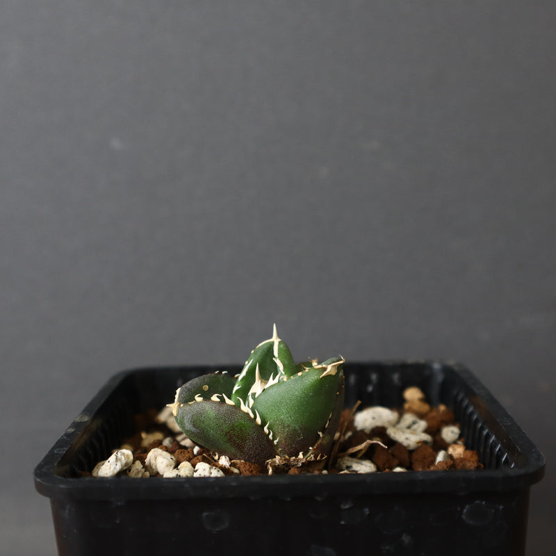 【DRAGON AGAVE】アガベ 達摩 EC427