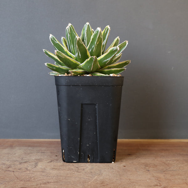 アガベ 輝山極上 EC1374 – TaiShoDo ONLINE SHOP