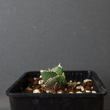 【DRAGON AGAVE】アガベ 達摩 EC427