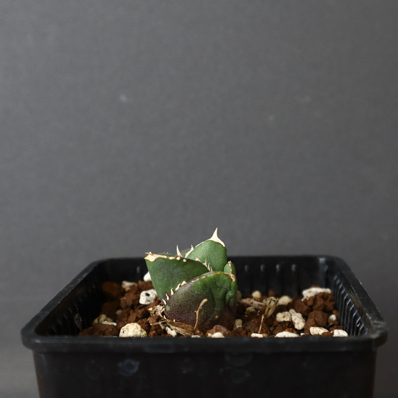 【DRAGON AGAVE】アガベ 達摩 EC427