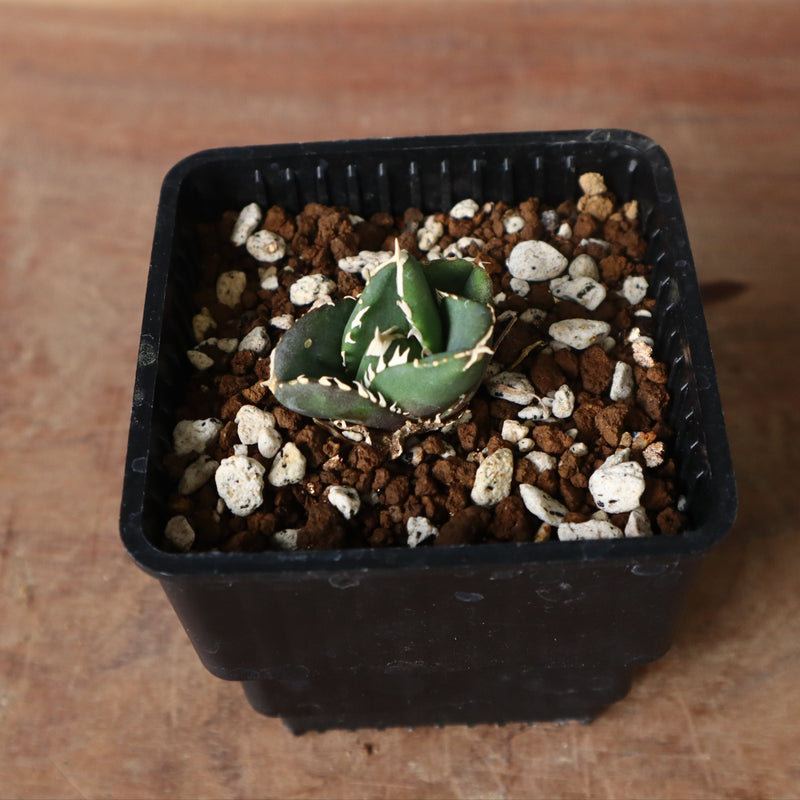 【DRAGON AGAVE】アガベ 達摩 EC427