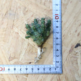 【ベアルート】E.クラッシぺス 7