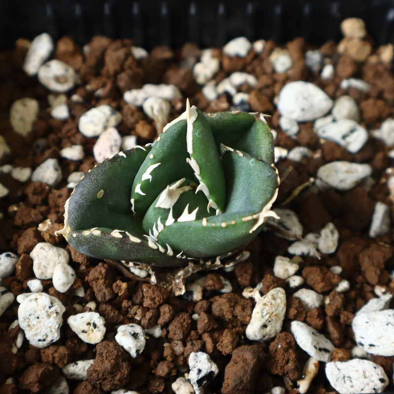 【DRAGON AGAVE】アガベ 達摩 EC427