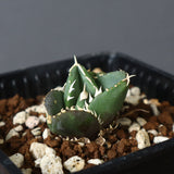 【DRAGON AGAVE】アガベ 達摩 EC427