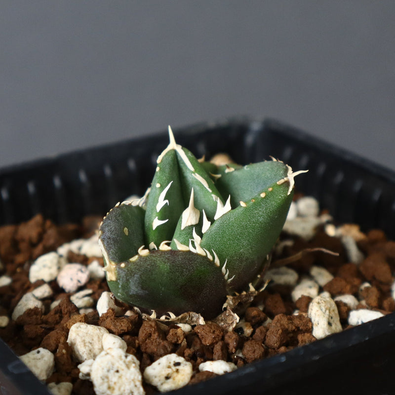【DRAGON AGAVE】アガベ 達摩 EC427