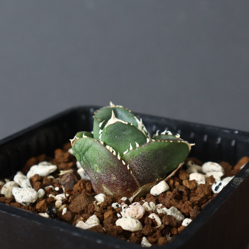 【DRAGON AGAVE】アガベ 達摩 EC427
