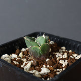 【DRAGON AGAVE】アガベ 達摩 EC427