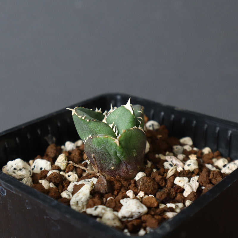 【DRAGON AGAVE】アガベ 達摩 EC427