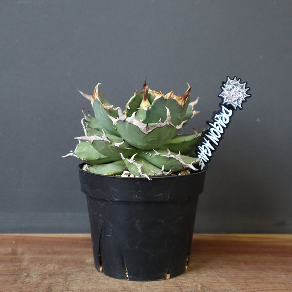【DRAGON AGAVE】アガベ 猫頭鷹 EC2