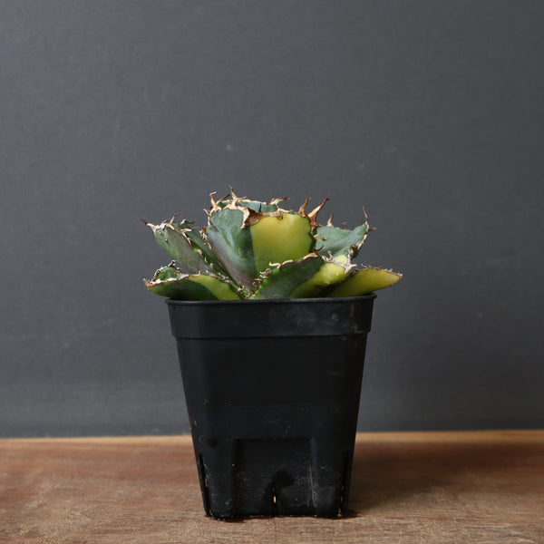 【DRAGON AGAVE】アガベ 白鯨縞斑　EC426