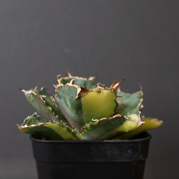 【DRAGON AGAVE】アガベ 白鯨縞斑　EC426