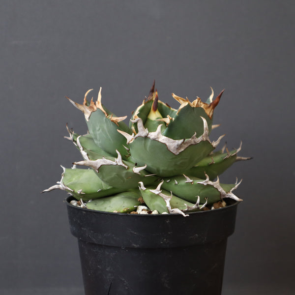 【DRAGON AGAVE】アガベ 猫頭鷹 EC2