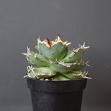 【DRAGON AGAVE】アガベ 猫頭鷹 EC2