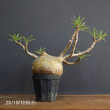 P.グラキリス　773