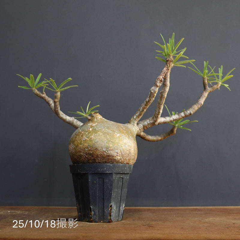 P.グラキリス　773