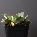 【DRAGON AGAVE】アガベ 白鯨斑紋　EC426