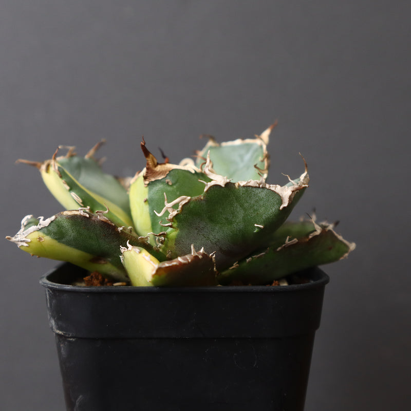 【DRAGON AGAVE】アガベ 白鯨斑紋　EC426