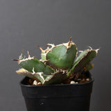 【DRAGON AGAVE】アガベ 白鯨斑紋　EC426