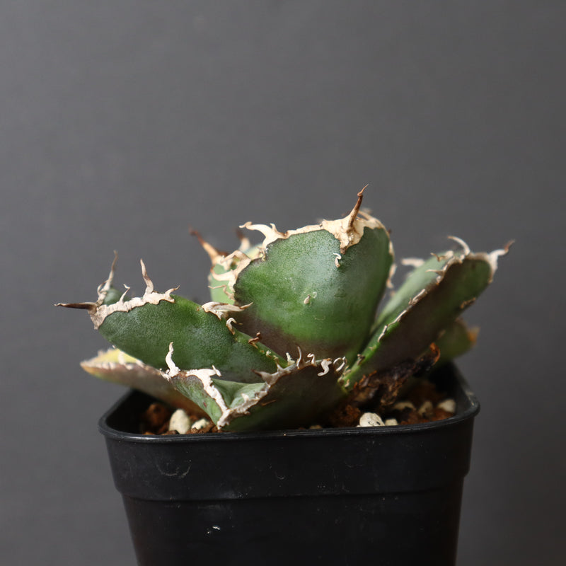 【DRAGON AGAVE】アガベ 白鯨斑紋　EC426