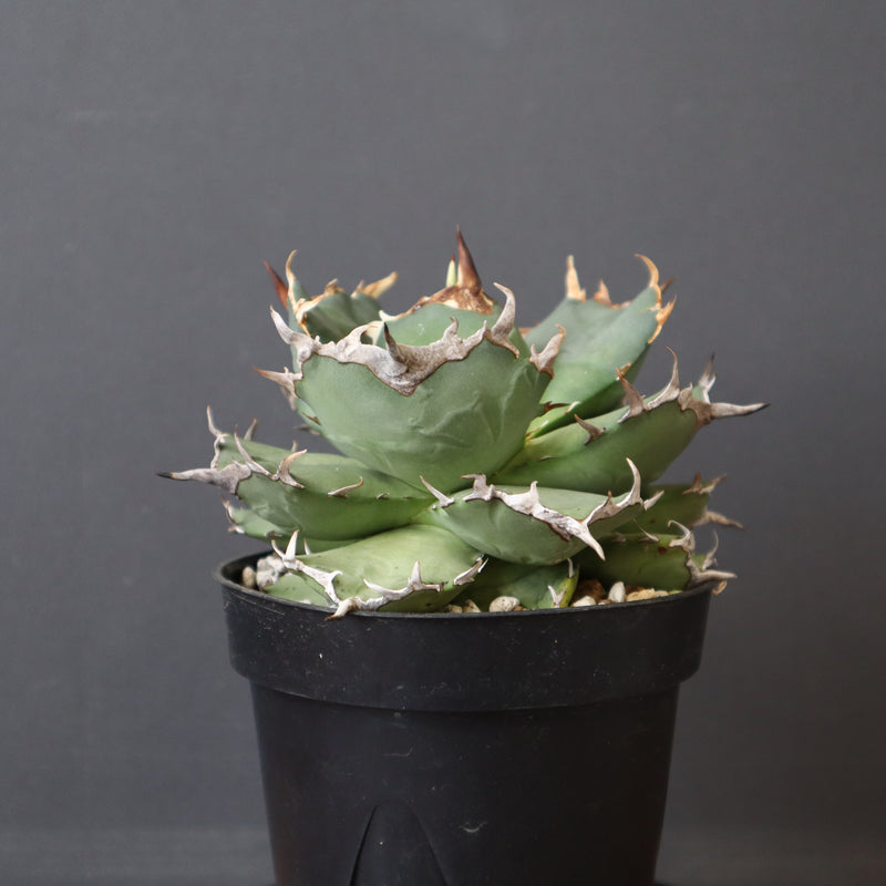 【DRAGON AGAVE】アガベ 猫頭鷹 EC2