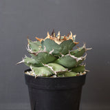 【DRAGON AGAVE】アガベ 猫頭鷹 EC2