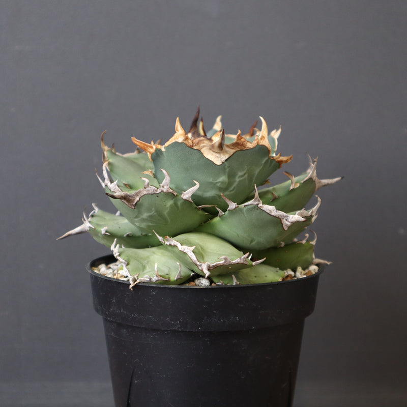 【DRAGON AGAVE】アガベ 猫頭鷹 EC2